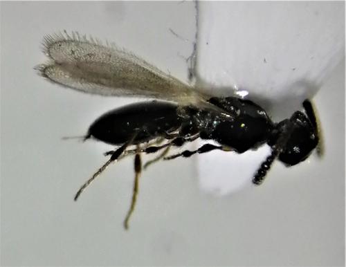 Réf. 254 059 : Trichopria sp.