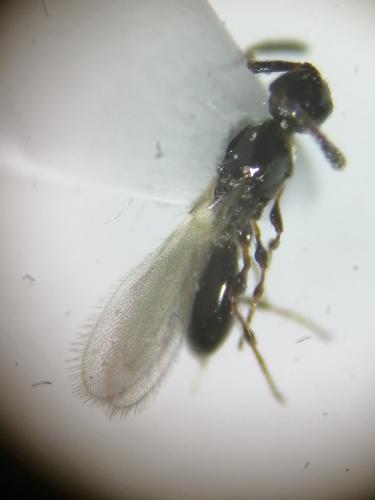 Réf. 254 060 : Trichopria sp.