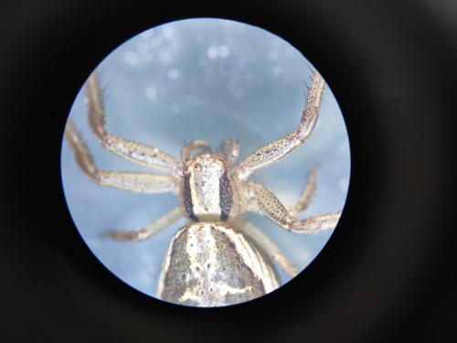 Xysticus ulmi