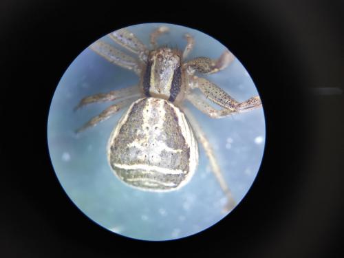 Réf. 254 762 : Xysticus ulmi