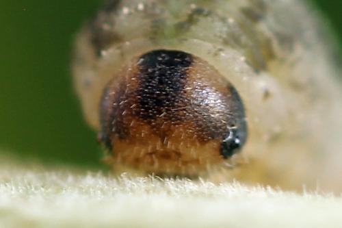Réf. 254 671 : Rhogogaster scalaris