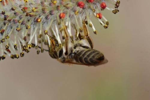 Andrena sp.