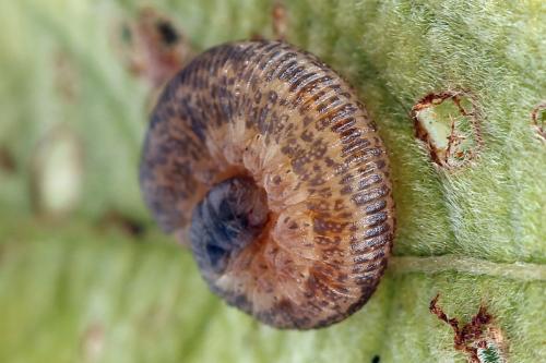 Réf. 254 673 : Rhogogaster scalaris