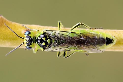 Réf. 254 675 : Rhogogaster scalaris