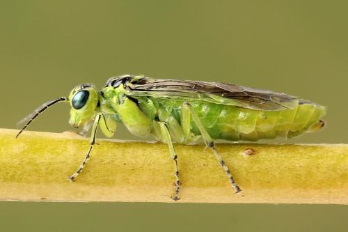 Réf. 254 674 : Rhogogaster scalaris