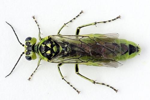 Rhogogaster scalaris