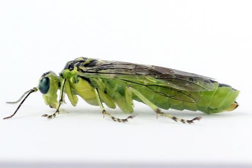 Réf. 254 677 : Rhogogaster scalaris