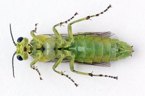 Réf. 254 678 : Rhogogaster scalaris