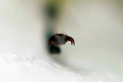 Rhogogaster scalaris