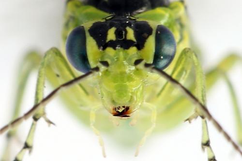 Rhogogaster scalaris