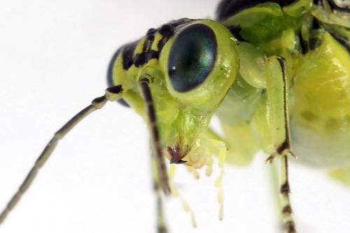 Réf. 254 682 : Rhogogaster scalaris