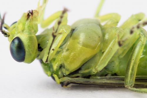 Rhogogaster scalaris