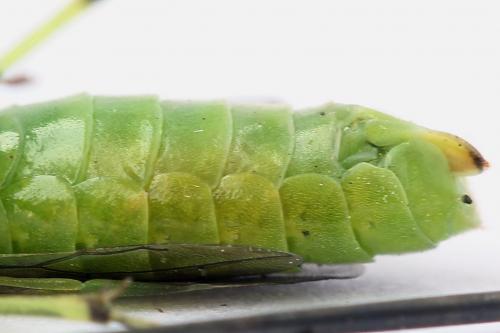 Réf. 254 684 : Rhogogaster scalaris