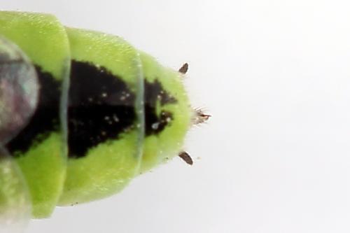 Rhogogaster scalaris