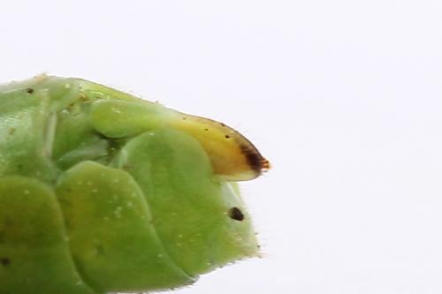 Réf. 254 686 : Rhogogaster scalaris