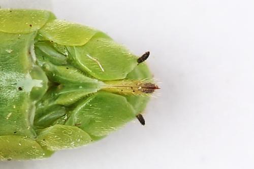 Réf. 254 687 : Rhogogaster scalaris