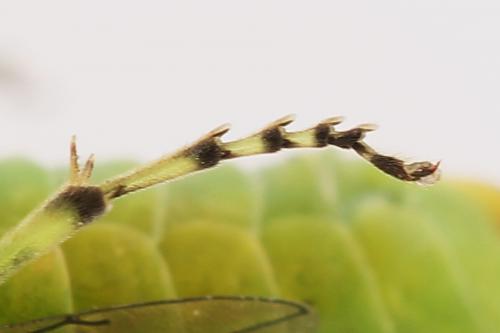 Réf. 254 688 : Rhogogaster scalaris