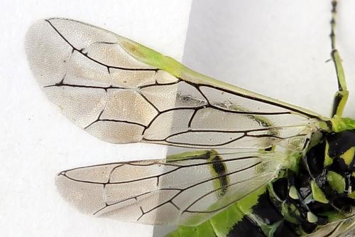 Réf. 254 689 : Rhogogaster scalaris