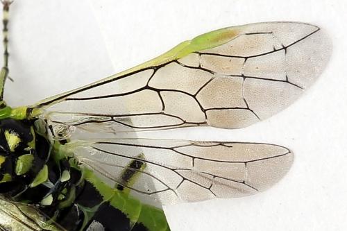 Réf. 254 690 : Rhogogaster scalaris