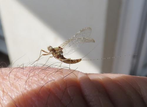 Cloeon dipterum