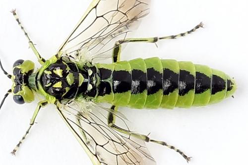 Réf. 254 691 : Rhogogaster scalaris