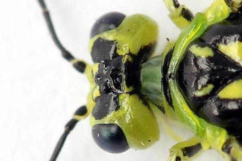 Réf. 254 692 : Rhogogaster scalaris