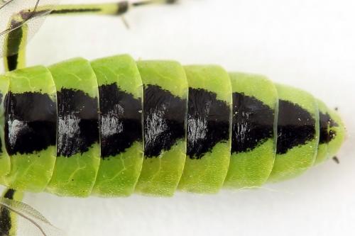 Réf. 254 694 : Rhogogaster scalaris