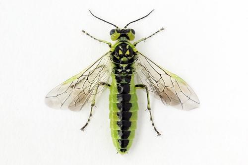 Réf. 254 695 : Rhogogaster scalaris