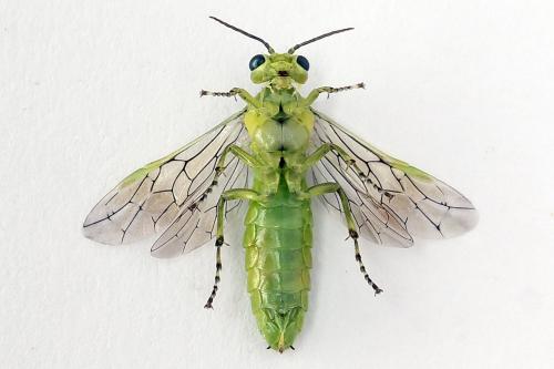 Réf. 254 696 : Rhogogaster scalaris