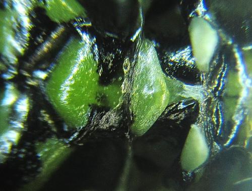 Réf. 254 697 : Rhogogaster scalaris