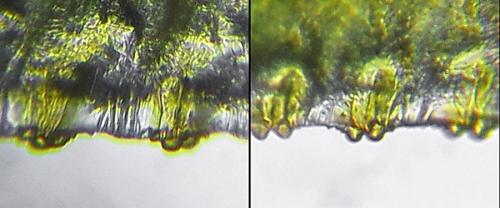 Rhogogaster scalaris