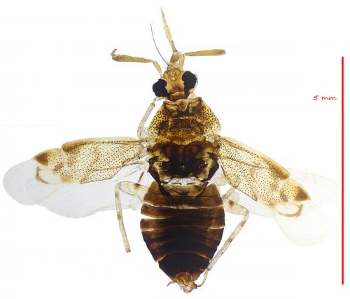 Deraeocoris lutescens