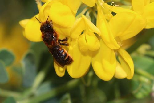 Osmia rufohirta
