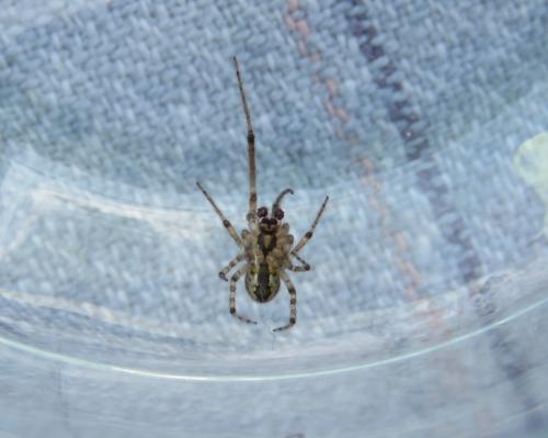 Zygiella x-notata