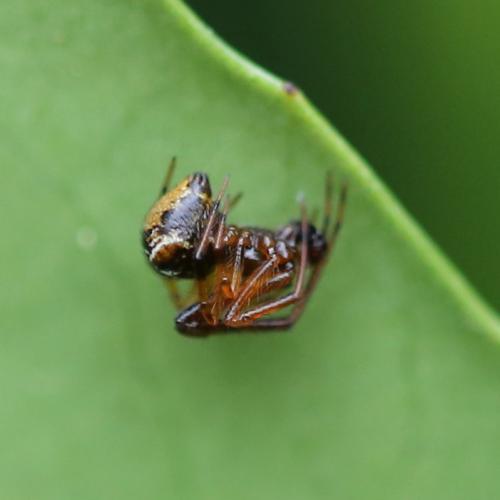 Parasteatoda lunata