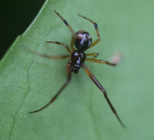 Parasteatoda lunata