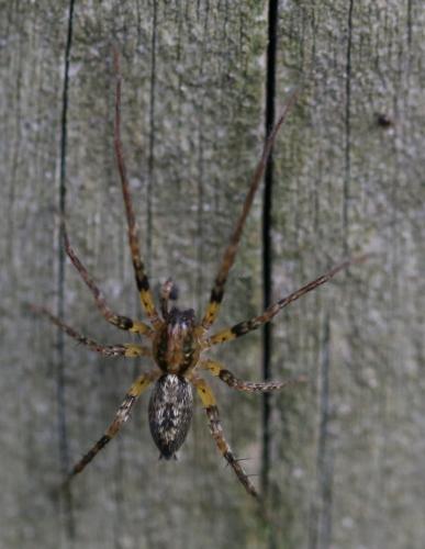 Anyphaena accentuata