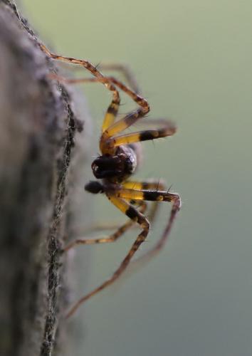 Réf. 254 323 : Anyphaena accentuata