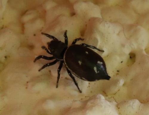 Heliophanus kochii