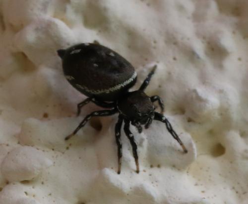 Heliophanus kochii