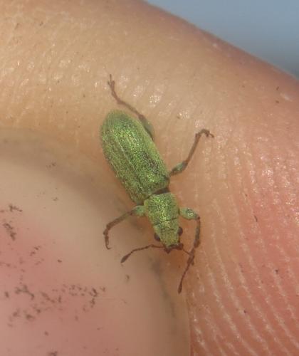 Réf. 254 910 : Pachyrhinus lethierryi
