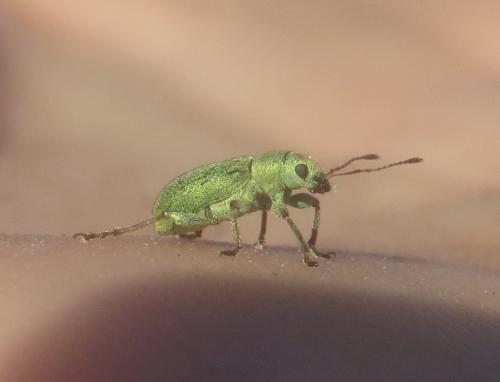 Réf. 254 904 : Pachyrhinus lethierryi