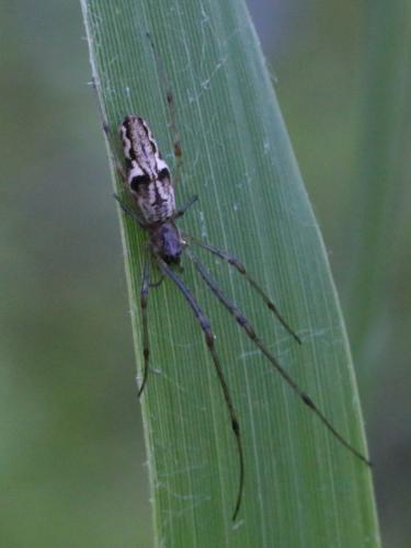 Tetragnatha sp.