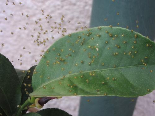 Araneus diadematus