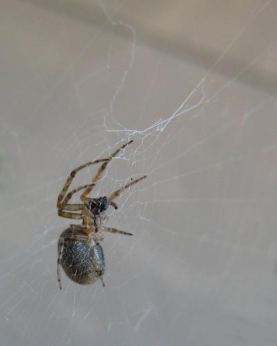 Zygiella x-notata