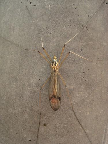 Nephrotoma quadrifaria