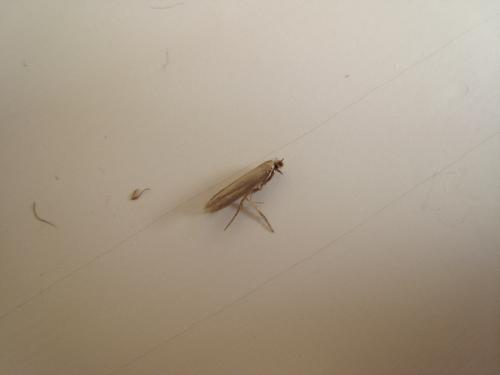Tinea sp.