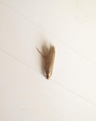 Tinea sp.