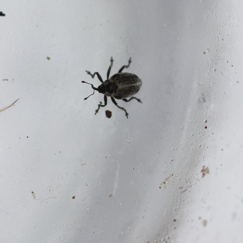 Amalorrhynchus melanarius