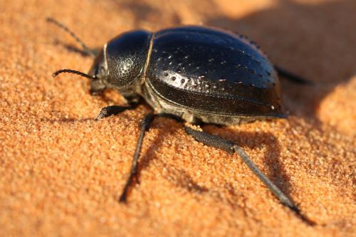 Pimelia sp.